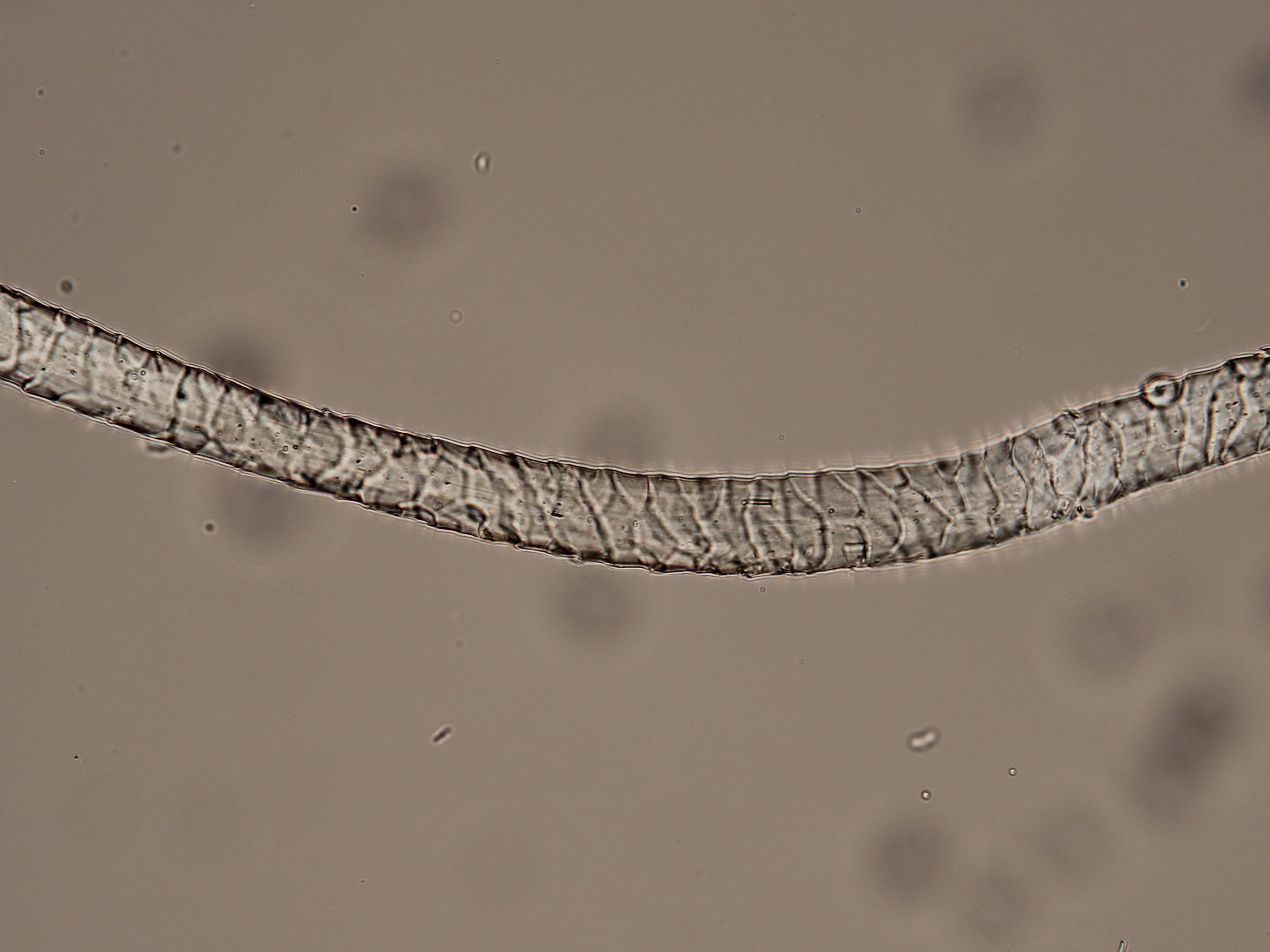 A fiber of wool seen under magnification. Small cuticles are visible, appearing like scales.